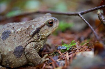 Crapaud - animal nature forêt - amphibien