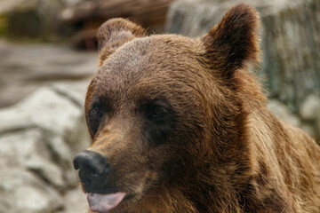 head of a beautiful brown bear