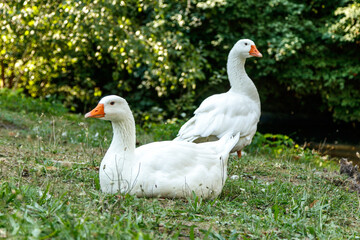 beautiful swans sit on green grass