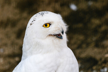 beautiful white owl with yellow eyes and beak