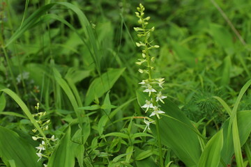 Obraz premium flower