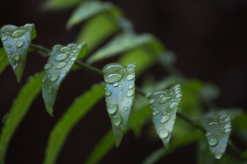 water drops on a leaf,water droplets on fern leaves