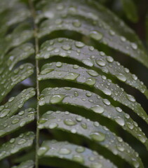 droplets on leaf,water droplets on fern leaves