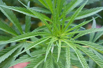 Fototapeta na wymiar green cannabis leaves, cannabis bush