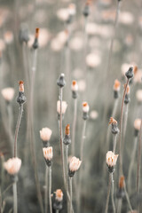 Field flowers Art photography for an interior poster, cover print. Natural background in monochrome colors