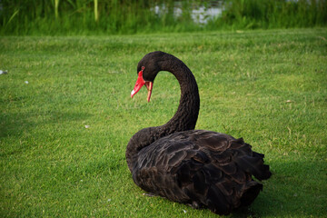 Black swan with red beak on green grass background