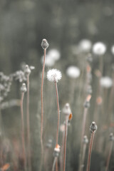 Field flowers Art photography for an interior poster, cover print. Natural background in monochrome colors
