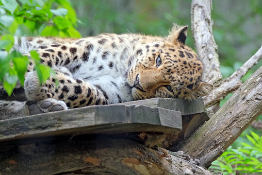 Amurleopard ( Panthera pardus orientalis ).
