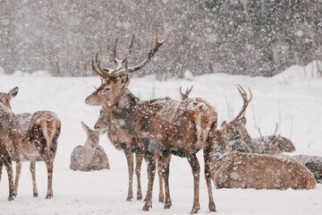 Group of deers in the snow in a national park.