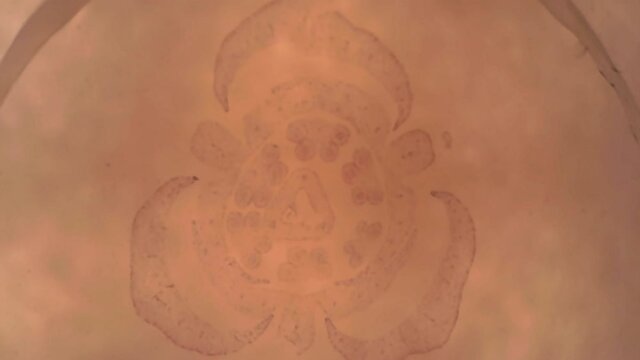 Microscope Meiosis Lillitrm Pollen Whole Mount x800
