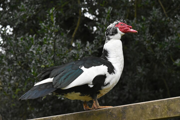 Muscovy duck
