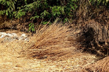 View of dry grass straw stack