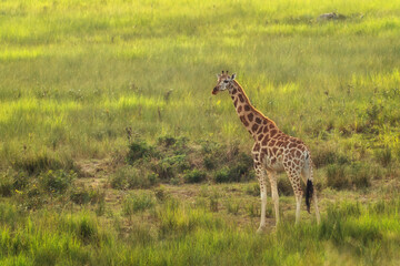 Northern Giraffe - Giraffa camelopardalis, Cute member of African big five, Murchison falls, Uganda.