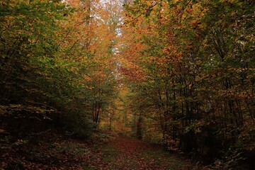 Fototapeta premium autumnal splendour of colour