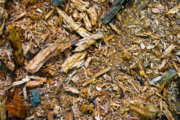 background texture broken tree stump wood chips