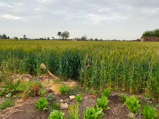 corn field in summer