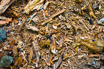 background texture broken tree stump wood chips