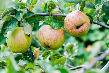 London, United Kingdom, 18 August,  2021: Apples on a branch ready to be harvested, outdoors, selective focus
