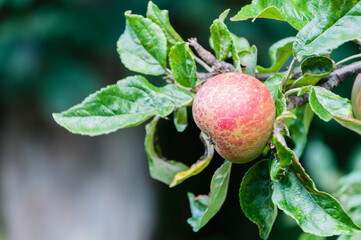 London, United Kingdom, 18 August,  2021:red-green apples on a branch. summer morning. selective focus
