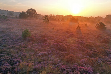 Aerial from blossoming moorlands at the Holterberg in the Netherlands at sunrise with fog