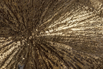 Macro mineral stone Pyrite Dollar on a white background