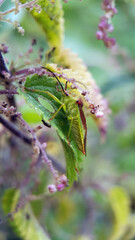 shield bug garden macro