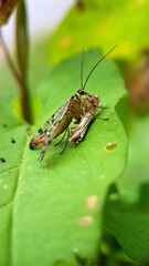 Scorpion fly eating moth macro