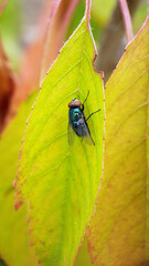 Fly macro garden leaf
