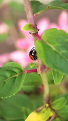 Ladybird on leaf summer garden