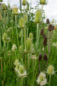 A bunch of thistles