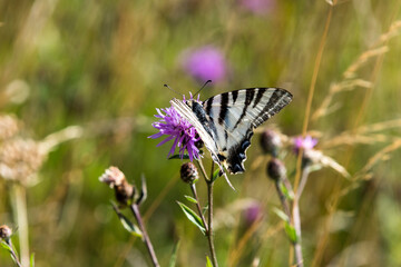 Schmetterling Segelfalter auf Wildwiese in der Toskana, Italien.