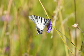 Schmetterling Segelfalter auf Wildwiese in der Toskana, Italien.
