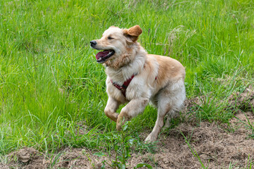 A Golden Retrieber playing on a green meadow