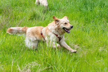 A Golden Retrieber playing on a green meadow