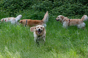 A few Golden Retrieber playing on a green meadow