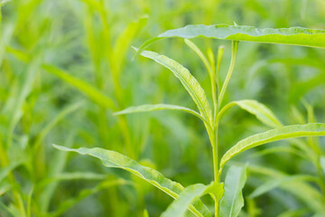 young fresh green broom willow leaves