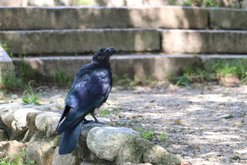 ハシブトガラス