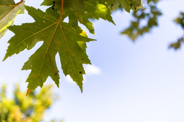 Leaf against the summer sky