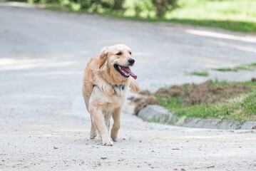A Golden Retrieber playing on a green meadow