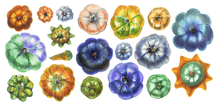 set of beautiful multi-colored watercolor pumpkins on a white horizontal background .  watercolor autumn illustration