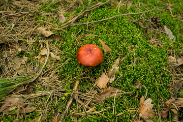Red Russula  Mushroom