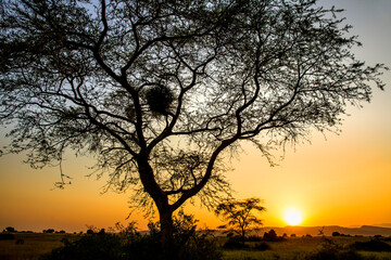 African sunset with red sky