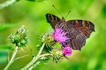 Tagpfauenauge ( Aglais io ) auf dem Blütenstand einer Eselsdistel ( Onopordum acanthium ).