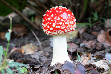 Amanita muscaria. Poisonous mushroom in nature. Fly agaric in forest