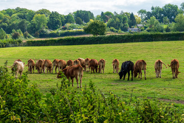 Fototapeta na wymiar cows in the field