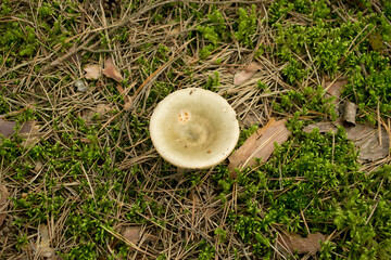 Grey Russula  Mushroom