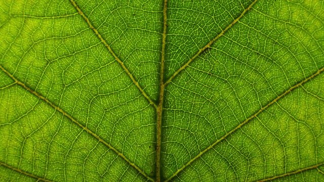 macro closeup of a green leaf, texture footage. organic plant and leaf's vein with slow upward motion.Nature