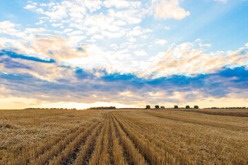 Fototapeta na wymiar Mown wheat field in the early autumn morning