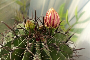 cactus in bloom