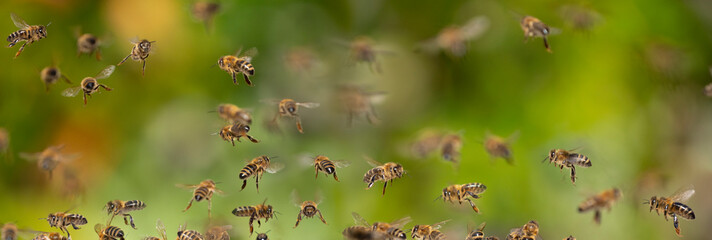 bees flying in to hive - bee breeding (Apis mellifera) close up - obrazy, fototapety, plakaty